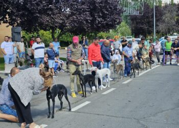 El Domingo de Ferias de Peñaranda en imágenes: del concurso del galgo español a la discoteca móvil para los más «peques»