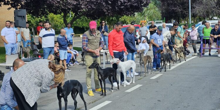 El Domingo de Ferias de Peñaranda en imágenes: del concurso del galgo español a la discoteca móvil para los más «peques»