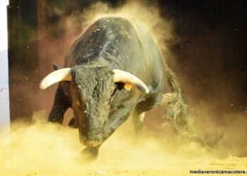 Braulio Hernández Martínez gana la VIII edición del concurso de fotografía taurina de Macotera por su imagen «Arrasando»