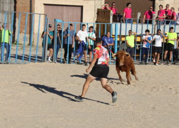 Tarazona de la Guareña disfruta del primer festejo taurino de sus fiestas con un concurrido encierro urbano y suelta de vaquillas