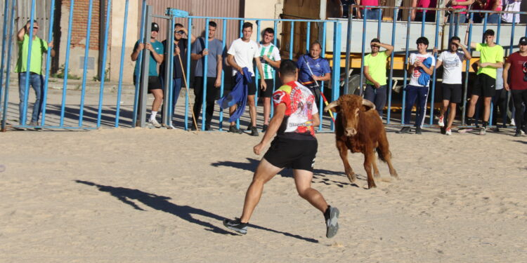 Tarazona de la Guareña disfruta del primer festejo taurino de sus fiestas con un concurrido encierro urbano y suelta de vaquillas