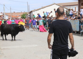 «Brandy», el primer Toro Virgen de la Encina, lleva la emoción a las calles de Macotera en un encierro con cientos de aficionados