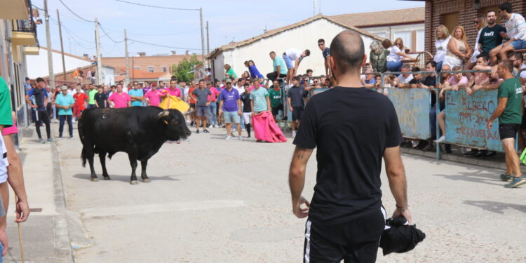 «Brandy», el primer Toro Virgen de la Encina, lleva la emoción a las calles de Macotera en un encierro con cientos de aficionados