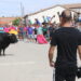 «Brandy», el primer Toro Virgen de la Encina, lleva la emoción a las calles de Macotera en un encierro con cientos de aficionados