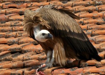 Expectación en Peñaranda por la aparición de un buitre posado en un tejado de la avenida de Salamanca durante varias horas