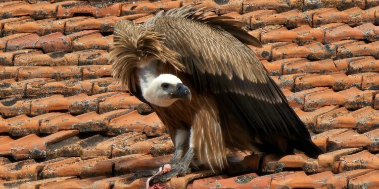Expectación en Peñaranda por la aparición de un buitre posado en un tejado de la avenida de Salamanca durante varias horas