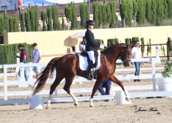 Deseado JB, el ejemplar peñarandino que mañana disputará la final del Campeonato de España de caballos jóvenes en Murcia