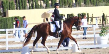 Deseado JB, el ejemplar peñarandino que mañana disputará la final del Campeonato de España de caballos jóvenes en Murcia