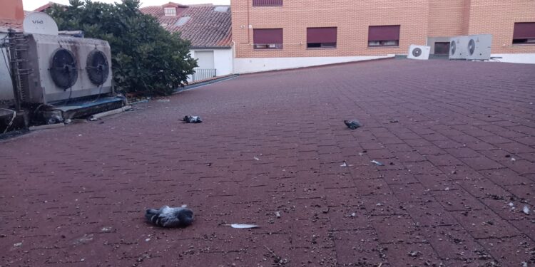 Vuelven las quejas por la proliferación de palomas en Peñaranda esta vez en el entorno de la iglesia parroquial de San Miguel