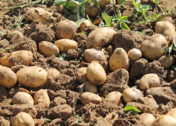 UPA Salamanca denuncia la bajada de la precios de la patata injustificada por el estocaje y lo que paga por ella el consumidor