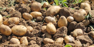 UPA Salamanca denuncia la bajada de la precios de la patata injustificada por el estocaje y lo que paga por ella el consumidor
