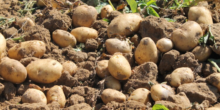 UPA Salamanca denuncia la bajada de la precios de la patata injustificada por el estocaje y lo que paga por ella el consumidor