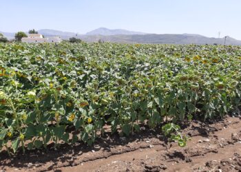 La Asociación Española del Girasol (AEG) informa que la cosecha no será buena tras actualizar datos de superficie sembrada