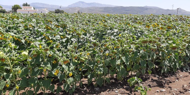 La Asociación Española del Girasol (AEG) informa que la cosecha no será buena tras actualizar datos de superficie sembrada