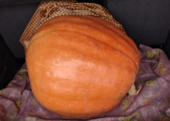 La espectacular calabaza de 70 kilos que ha cultivado Maximino Ruiz en su huerto de la localidad de Ventosa del Río Almar