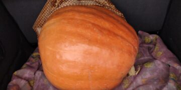 La espectacular calabaza de 70 kilos que ha cultivado Maximino Ruiz en su huerto de la localidad de Ventosa del Río Almar