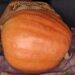 La espectacular calabaza de 70 kilos que ha cultivado Maximino Ruiz en su huerto de la localidad de Ventosa del Río Almar