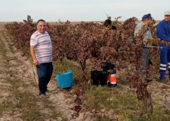 Santiago de la Puebla disfruta un año más de la vendimia tradicional rematada con un aperitivo para reponer fuerzas