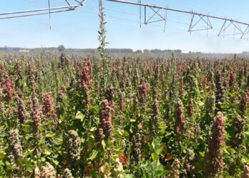 El cultivo de quinoa se abre paso como una ventajosa alternativa para los agricultores de la zona y su demanda aumenta cada año