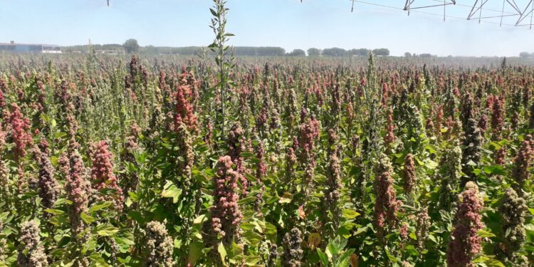 El cultivo de quinoa se abre paso como una ventajosa alternativa para los agricultores de la zona y su demanda aumenta cada año