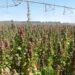 El cultivo de quinoa se abre paso como una ventajosa alternativa para los agricultores de la zona y su demanda aumenta cada año