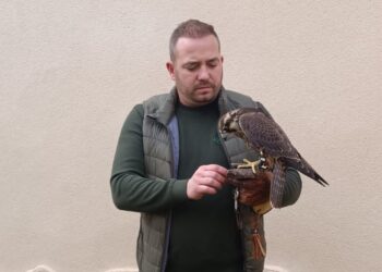 Eduardo Díaz se proclama ganador de Altanería en el Campeonato de Castilla La Mancha de Cetrería con su halcón «Aurelete»