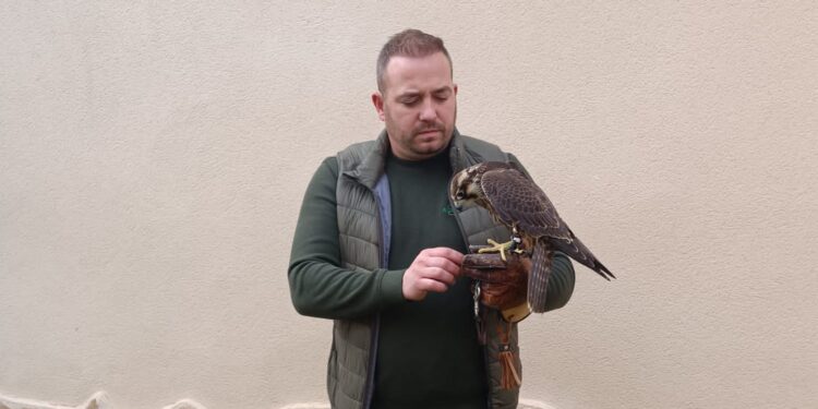 Eduardo Díaz se proclama ganador de Altanería en el Campeonato de Castilla La Mancha de Cetrería con su halcón «Aurelete»