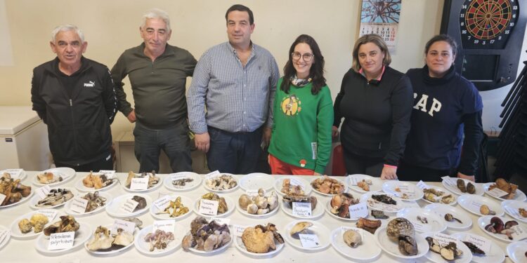 Fructífera mañana micológica en Cantaracillo con salida al campo y recogida y clasificación de más de 50 variedades de setas