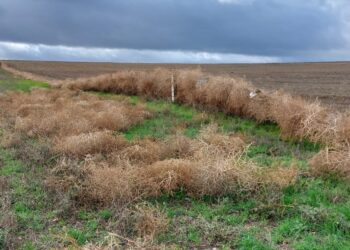 Las fuertes borrascas de los últimos días dejan grandes destrozos en cerramientos de parcelas agrícolas del campo salmantino