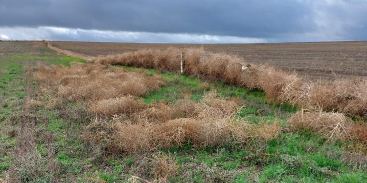 Las fuertes borrascas de los últimos días dejan grandes destrozos en cerramientos de parcelas agrícolas del campo salmantino