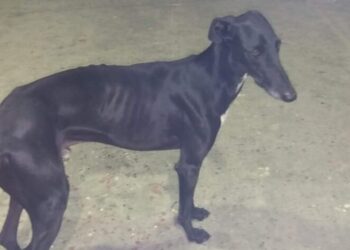 Ónix de Bóveda participa hoy en las fases previas de Castilla y León para el LXXXVI Campeonato de España de Galgos en Campo