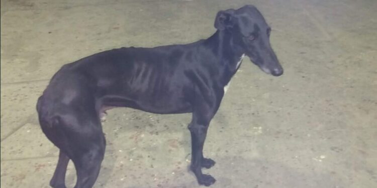 Ónix de Bóveda participa hoy en las fases previas de Castilla y León para el LXXXVI Campeonato de España de Galgos en Campo