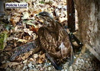 La Policía Local de Peñaranda localiza un ejemplar de ratonero común herido y lo entrega al centro de recuperación de las Dunas
