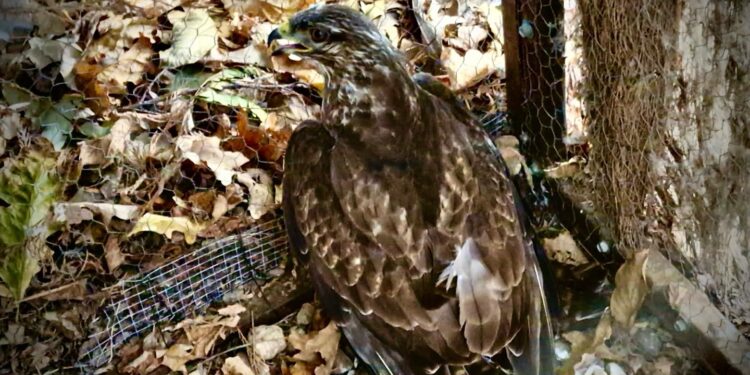 La Policía Local de Peñaranda localiza un ejemplar de ratonero común herido y lo entrega al centro de recuperación de las Dunas