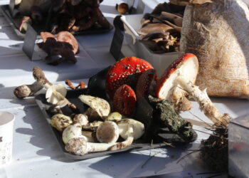 La IV Quedada Micológica «Ciudad de Peñaranda» finaliza con una suculenta degustación en Los Álamos Laboratorio Gastronómico