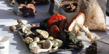 La IV Quedada Micológica «Ciudad de Peñaranda» finaliza con una suculenta degustación en Los Álamos Laboratorio Gastronómico