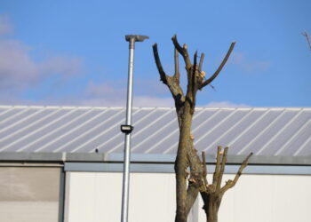 El Campo de Peñaranda sufre un robo de 300 metros de cable de cobre en el alumbrado público de la travesía Charco Lozano