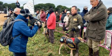 Causas meteorológicas obligan a suspender la eliminatoria de cuartos en el Campeonato Nacional de Galgos de Nava del Rey