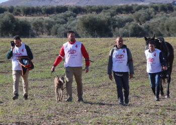 Arranca el LXXXVI Campeonato de España de Galgos en Campo que traerá los cuartos, semifinales y final a Nava del Rey