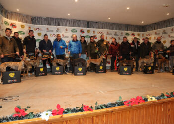 Arranca el LXXXVI Campeonato de España de Galgos en Campo que traerá los cuartos, semifinales y final a Nava del Rey