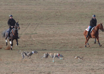 Todo listo en Nava del Rey para recibir este viernes el Campeonato Nacional de Galgos con el sorteo de los cuartos de final