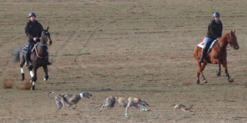 Todo listo en Nava del Rey para recibir este viernes el Campeonato Nacional de Galgos con el sorteo de los cuartos de final