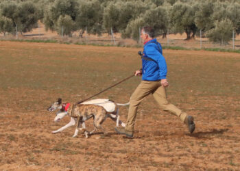 Todo listo en Nava del Rey para recibir este viernes el Campeonato Nacional de Galgos con el sorteo de los cuartos de final