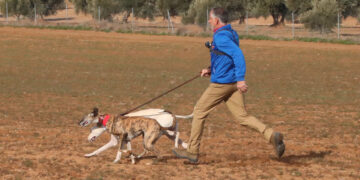 Todo listo en Nava del Rey para recibir este viernes el Campeonato Nacional de Galgos con el sorteo de los cuartos de final