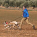 Todo listo en Nava del Rey para recibir este viernes el Campeonato Nacional de Galgos con el sorteo de los cuartos de final