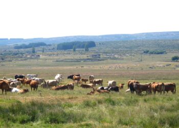 UPA Salamanca denuncia el retraso en la retirada de los animales muertos en las explotaciones ganaderas de la provincia