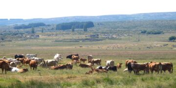 UPA Salamanca denuncia el retraso en la retirada de los animales muertos en las explotaciones ganaderas de la provincia