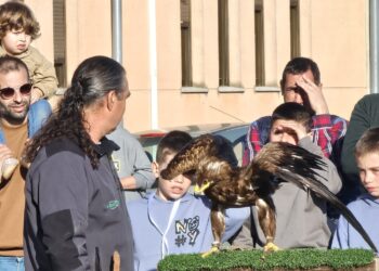 Babilafuente descubre el apasionante mundo de la cetrería en una exhibición ofrecida por Halcones Nava en el frontón viejo