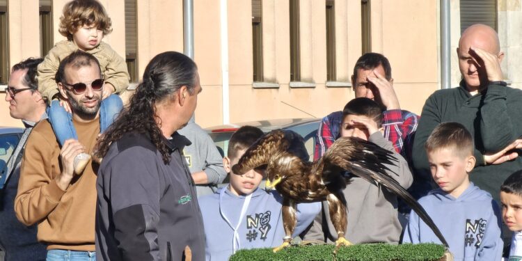 Babilafuente descubre el apasionante mundo de la cetrería en una exhibición ofrecida por Halcones Nava en el frontón viejo