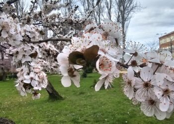 La primavera se deja sentir en Los Jardines de Peñaranda pero a partir de mañana vuelven las heladas y desciende el termómetro